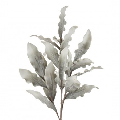 Foglie di magnolia grigio