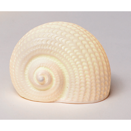 Conchiglia Bursidae In Ceramica Con LED